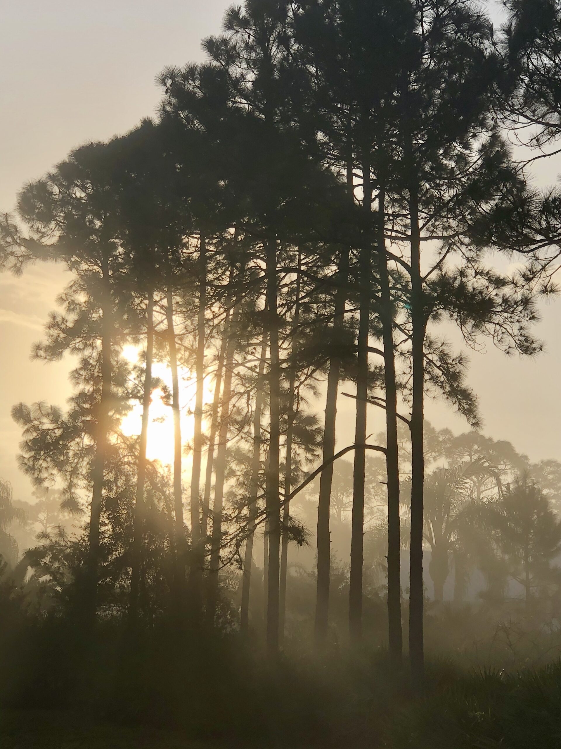 the-sun-shining-through-the-tree-burning-away-the-2024-11-30-21-06-22-utc A clear glass hourglass with black sand flowing from the top bulb to the bottom, placed on a small black pedestal against a bright yellow background.